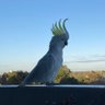 GreenKraut profil fotoğrafı