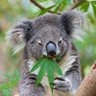 Unkoalafied 的头像