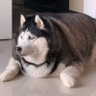 Фото профиля HuskyPunch