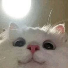 ac's profile picture