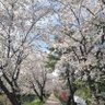 필롱's profile picture