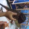 Profilbild von banyuhendra4
