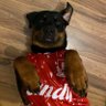 RottieDad's profile picture