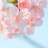 Profilbild von Cherry Blossoms