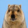 もえち profil fotoğrafı