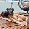🅝︎🅤︎🅡︎🅓︎🅐︎🅝︎ 👣Tesla🐾 profil fotoğrafı