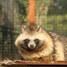 三ツ矢タヌキ 的头像