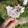 hohohi 的头像