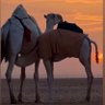 الأمير's profile picture