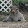 SQUIRRELY 的头像