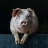 зеленая хуйня profil fotoğrafı