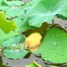 ツムギ profil fotoğrafı