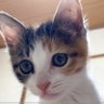 Profilbild von あるか