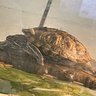 M L 26's profile picture
