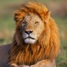 Sleeping Lion 的头像