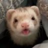 JakeHomys🌟 profil fotoğrafı