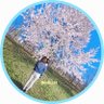 𝑹𝒆𝒊𝒌𝒂🌸ᩚ profil fotoğrafı
