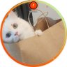 ⓧ mongmo profil fotoğrafı