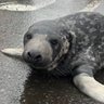 Profilbild von Geeb: Seal
