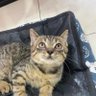 Capyboy profil fotoğrafı