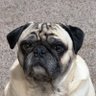 FeartheFORK's profile picture