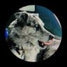 Anniemac 的头像