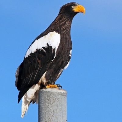 AgentSaffron's profile picture