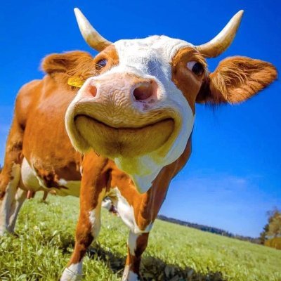 moox's profile picture