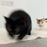 WAKA profil fotoğrafı