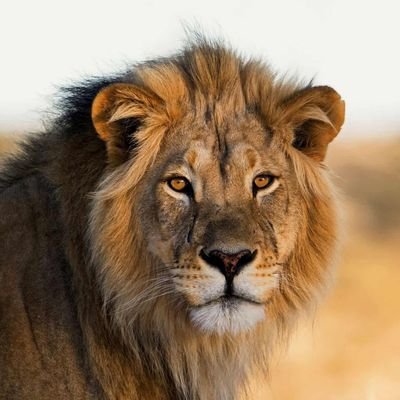 Lion's profile picture