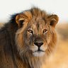 Фото профиля Lion
