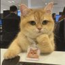 Kat 的头像