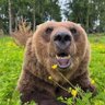 Simon Anderson's profile picture