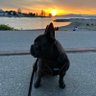 defi_dog_says's profile picture