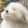 𝐏𝐢𝐭𝐚rℓ•Ⓝ ✿ profil fotoğrafı
