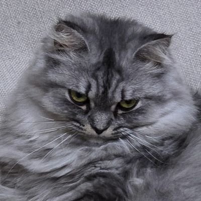 Geegi Sugar's profile picture