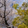 Фото профиля 瓜彙(かぃ)🍻嶋んちゅ・抹茶/ストグラ観測者
