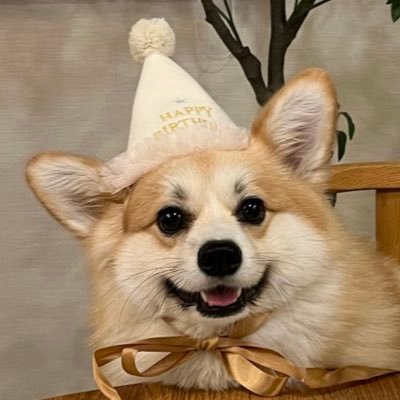 ポメコギのチャビ's profile picture