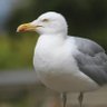 BreatheTheSea's profile picture