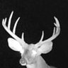 big buck 001 profil fotoğrafı