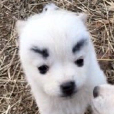 삼사's profile picture
