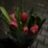 Profilbild von Tulip Girl