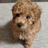 Profilbild von でかプーのムサシくん🐶