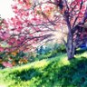calm_ixora 的头像