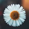 طيب الأثر's profile picture