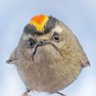 Tara_Norman/Stegacervix's profile picture