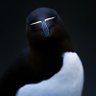 Profilbild von Airo-Crestado