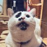 buchiko222's profile picture