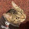 Comrade Kitten📕's profile picture