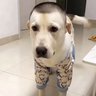Huangjin Gustavo's profile picture